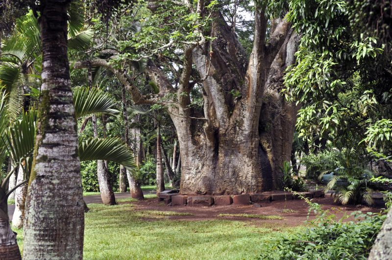Баобаб в ботаническом саду Памплемус на Маврикии