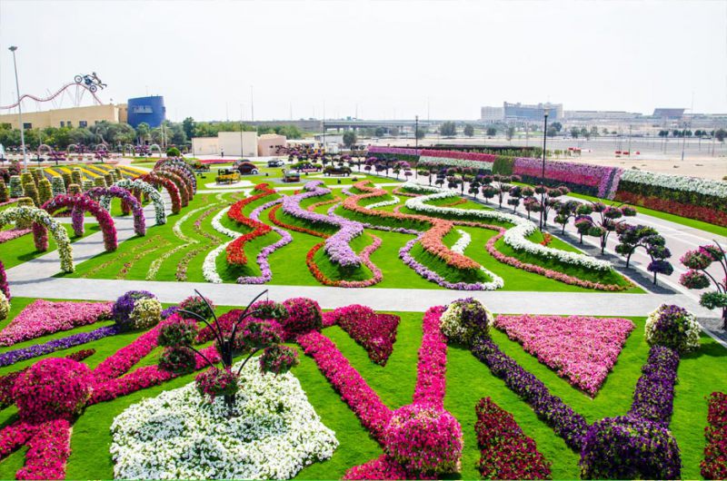 Дубайский Чудо парк Dubai Miracle Garden