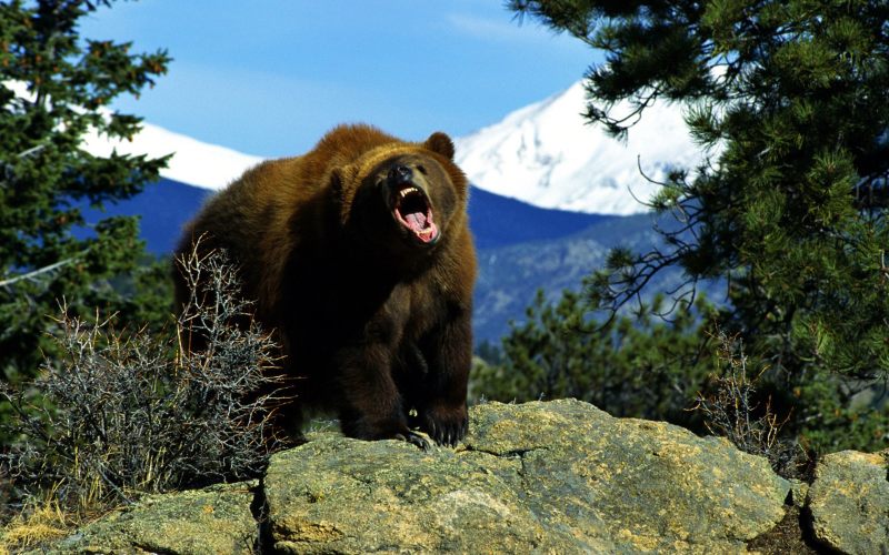 jelloustonskij-nacionalnyj-park-medved-grizli.jpg