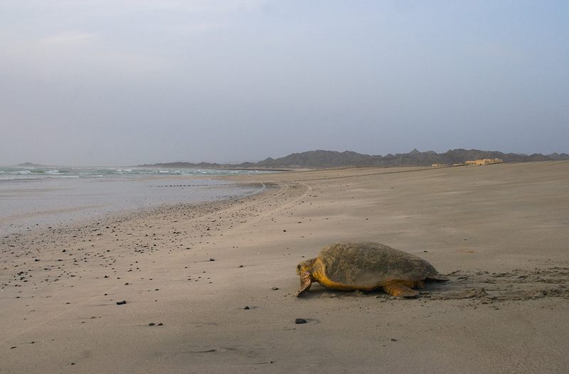 Аравийское море морская черепаха