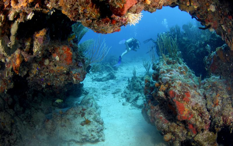 Коралловые рифы в Карибском море