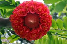 Ботанический сад Памплемус на Маврикии