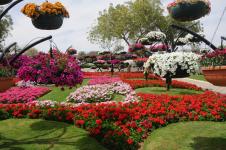 Парк цветов в ОАЭ Al Ain Paradise