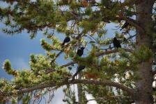 Йеллоустонский парк Йеллоустонский парк