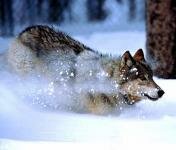 Йеллоустонский национальный парк Йеллоустонский национальный парк