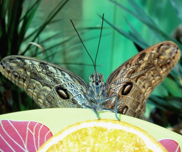 Сад живых тропических бабочек «Миндо»
