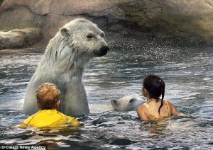 Туристический хит с белыми медведями